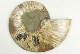 Cut & Polished Ammonite Fossil (Half) - Madagascar #200086-1